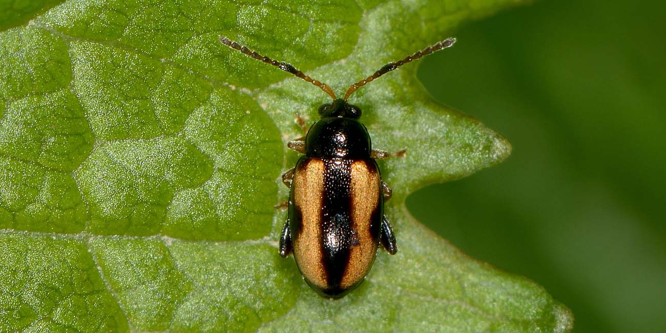 Phyllotreta ochripes, maschio, Chrysomelidae